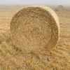 85t Barley Straw 5x4 Rounds