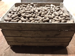 187MT Potatoes