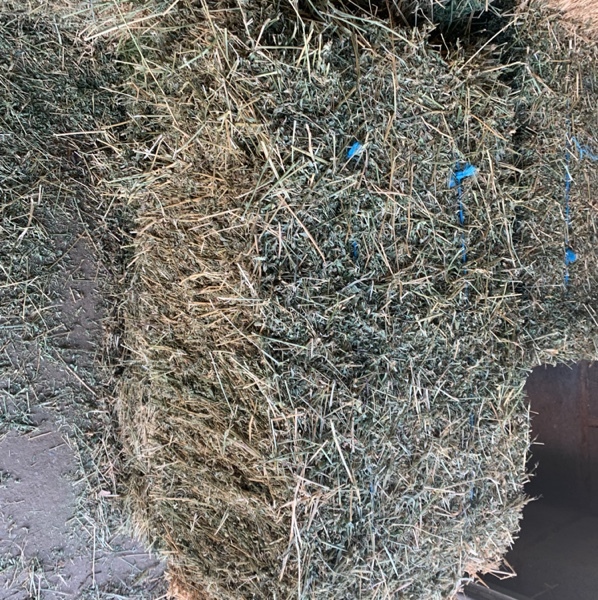 Lucerne Small Squares