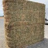 380 x 8x4x4 Bales of Canola Hay