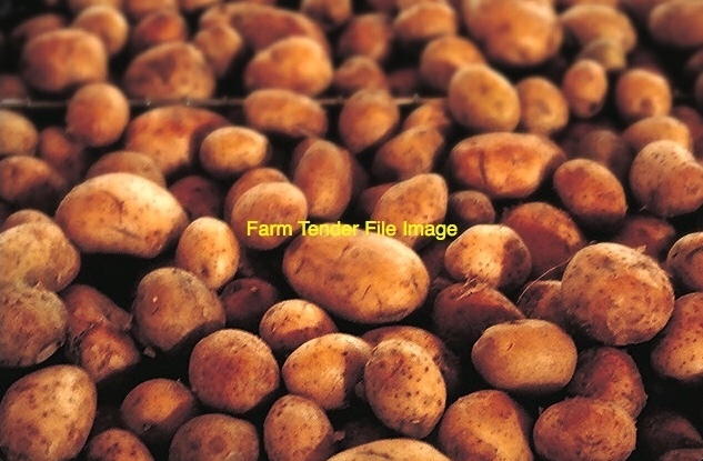 100mt Stock Feed Potatoes 