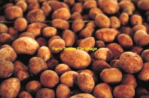 100mt Stock Feed Potatoes 
