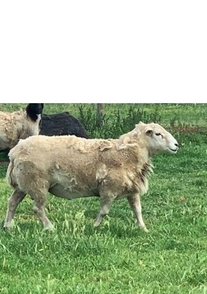 Ardene Bred Australian White Ram