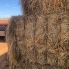 300 x Wheaten Hay 8x4x3 Bales