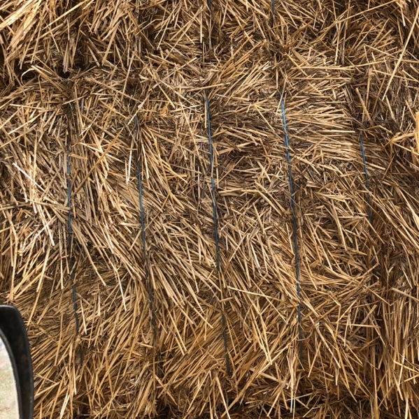 Wheat Straw for sale in 8x4x3’s