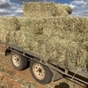 New Season Oaten Hay Small Squares