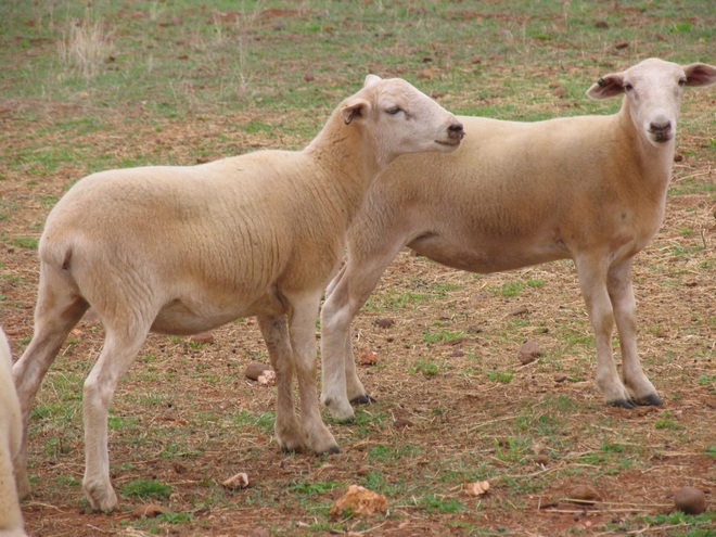 Aussie white/Wiltipoll weaner ewe lambs