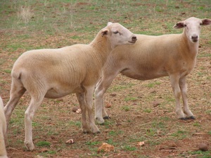 Aussie white/Wiltipoll weaner ewe lambs