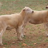 Aussie white/Wiltipoll weaner ewe lambs