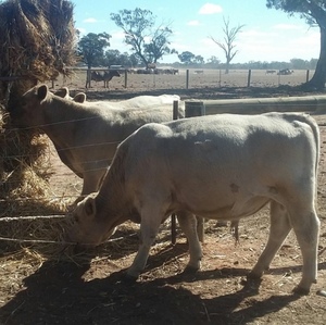 2 1/2 year old Murray Grey Bulls For Sale