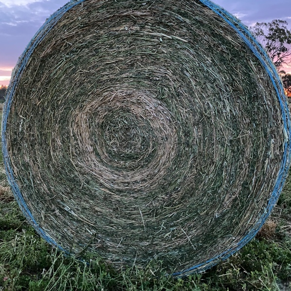 Lucerne Hay - Round Bales