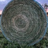 Lucerne Hay - Round Bales