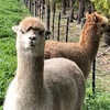 Excellent herd guard alpaca pair of young wethers