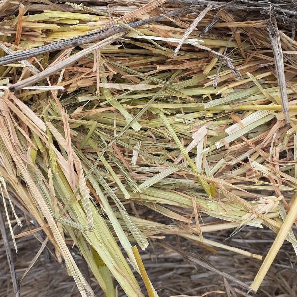 Wheaten hay 