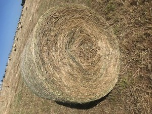 Wheat & Vetch + Pasture Mix Hay 325kg 4'' x 4'6” Round Bales