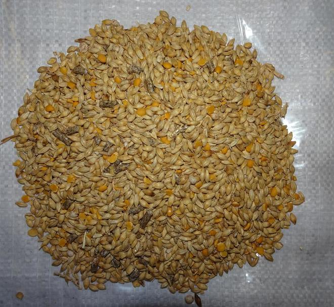 Coprice Lamb Feedlot Blend