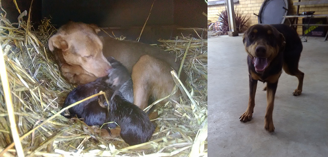 Kelpie pups free to caring farmers