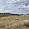  PASTURE HAY - 5FT ROUNDS - WEED FREE