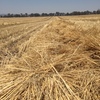 Wheat Straw 8 x 4 x 3 Large Squares