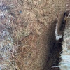 Oaten hay