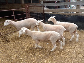 MERINO x WHITE SUFFOLK EWE LAMBS BREEDING SHEEP x 17 