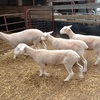 MERINO x WHITE SUFFOLK EWE LAMBS BREEDING SHEEP x 17 
