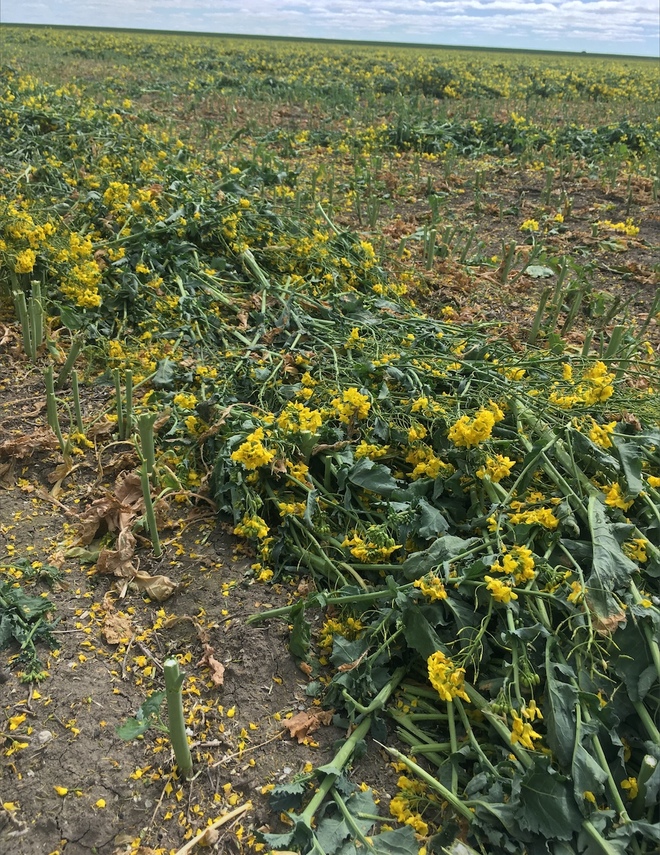 Canola Hay 8x4x3 -  440 x  700 KG Approx Bales 