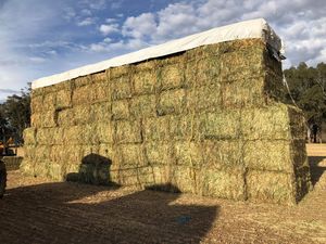 New Season 8x4x3 Wheaten Hay