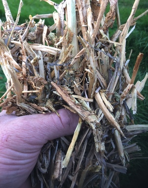 27.5mt Canola Hay 550kg 8x4x3 Bales