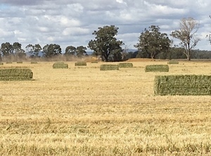 Wheaten and Barley Hay