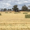 Wheaten and Barley Hay