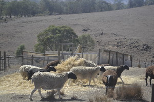 Dorper X Wiltshire Horn Ewes in lamb to Dorper X ram
