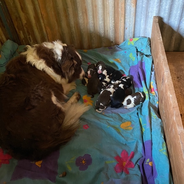 Border Collie Puppies for sale 