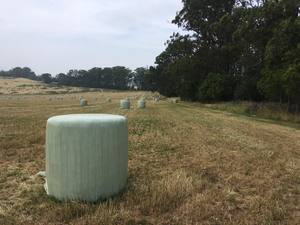 Italian Rye Grass silage