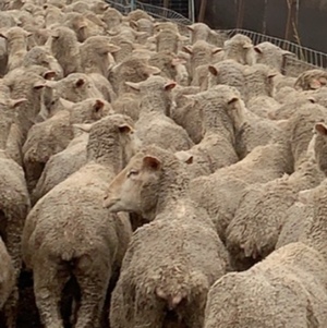 Merino Ewes