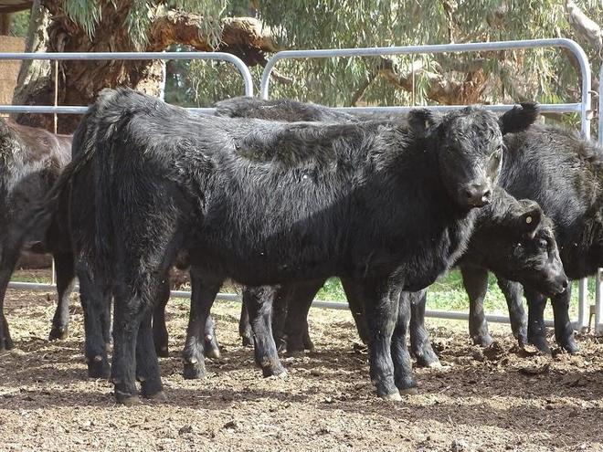 21 Angus heifers one year old