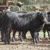 21 Angus heifers one year old