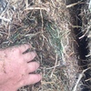 200mt Vetch Hay 620-650kg 8x4x3 Bales