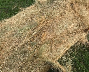 Pasture Hay 5x4 Rolls 