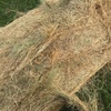 Pasture Hay 5x4 Rolls 