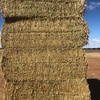 Canola Hay 8x4x3 big squares - 630kg