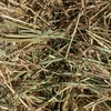 Oaten Hay Small Squares approximately 1000 Bales - SOLD BY THE BALE