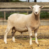 Under Auction - Lot 7 Highlander Ram 190689 (DLE Ram Auction A100 - 10th Sept via Auctionsplus) 