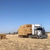 Oaten Hay 8x4x3 - New Season 2020