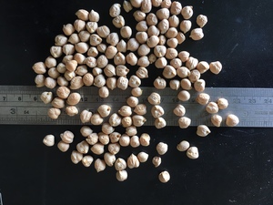 Chickpeas Kabuli #2 Grade Approx12.5 Tonne