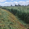 200mt Oaten Hay 8x4x3 Bales
