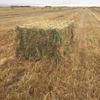 260mt Wheaten Hay 520kg 8x4x3 Bales