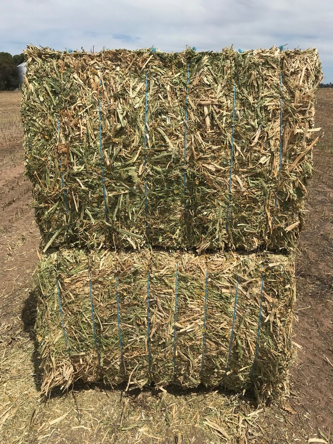 Canola Hay