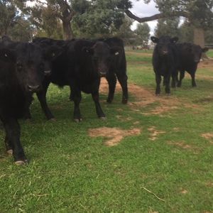 9 Angus Steers For Sale