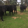 9 Angus Steers For Sale